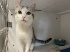 Uzi, Domestic Shorthair For Adoption In Queenstown, Maryland