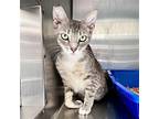 Starling, Domestic Shorthair For Adoption In Oakland, California