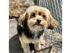 Ceiba, Terrier (unknown Type, Medium) For Adoption In Oakland, California