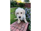 Waverly, Golden Retriever For Adoption In Mckinney, Texas