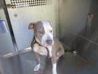 55707797, American Pit Bull Terrier For Adoption In Shreveport, Louisiana