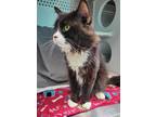 Jujube, Domestic Shorthair For Adoption In Baltimore, Maryland