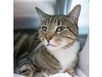 Leon, Domestic Shorthair For Adoption In Baltimore, Maryland