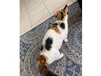 Mc ( Momma Cat), Calico For Adoption In Knoxville, Tennessee