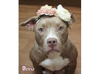 Beru (in Surgery 5/1), American Staffordshire Terrier For Adoption In Mason