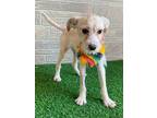 Casey, Jack Russell Terrier For Adoption In Langley, British Columbia