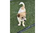 Bokgil, Jack Russell Terrier For Adoption In Kirkland, Washington