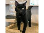 Toothless, Domestic Shorthair For Adoption In Des Moines, Iowa