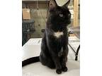 Teddington, Domestic Shorthair For Adoption In Colorado Springs, Colorado