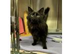 Winchester, Domestic Mediumhair For Adoption In Thunder Bay, Ontario