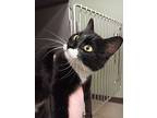 Mirabel, Domestic Shorthair For Adoption In New Braunfels, Texas