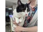 Muffin, Domestic Shorthair For Adoption In Indianapolis, Indiana