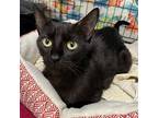 Samantha, Domestic Shorthair For Adoption In Oviedo, Florida