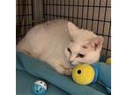 Rosie, Domestic Shorthair For Adoption In Youngtown, Arizona