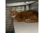 Yoda, Domestic Shorthair For Adoption In Youngtown, Arizona