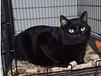 Magnum, Domestic Shorthair For Adoption In Smithers, British Columbia