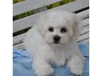 Bichon Frise Puppy for sale in Eldorado, OH, USA