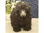 Poodle (Toy) Puppy for sale in Shawnee, OK, USA