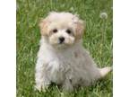 Maltipoo Puppy for sale in Union Bridge, MD, USA