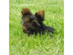 Yorkshire Terrier Puppy for sale in Royalton, KY, USA