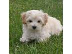 Cavapoo Puppy for sale in Union Bridge, MD, USA
