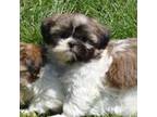 Shih Tzu Puppy for sale in Union Bridge, MD, USA