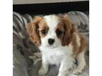 Cavalier King Charles Spaniel Puppy for sale in Milton, WA, USA