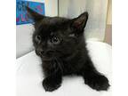 Grizzly Domestic Shorthair Kitten Male