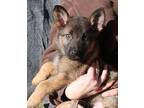 Duke German Shepherd Dog Puppy Male