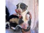 Cardigan Welsh Corgi Puppy for sale in Ocilla, GA, USA