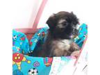 Shih Tzu Puppy for sale in Cochecton, NY, USA