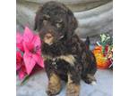 Mutt Puppy for sale in Scottsville, VA, USA