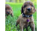 Irish Setter Puppy for sale in Sand Springs, OK, USA