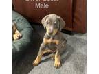 Doberman Pinscher Puppy for sale in Columbia, SC, USA
