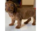 Dachshund Puppy for sale in Fennimore, WI, USA