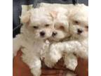 Bichon Frise Puppy for sale in Colorado Springs, CO, USA