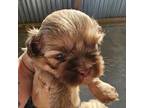 Shih Tzu Puppy for sale in Westminster, SC, USA