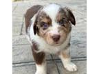 Australian Shepherd Puppy for sale in Newport, TN, USA