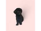 Poodle (Toy) Puppy for sale in Los Angeles, CA, USA