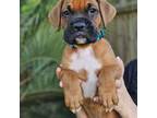 Boxer Puppy for sale in Summerville, SC, USA