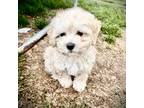Maltipoo Puppy for sale in Lewisville, TX, USA