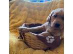Golden Retriever Puppy for sale in Fair Oaks, CA, USA