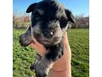 Schnauzer (Miniature) Puppy for sale in Le Roy, MN, USA