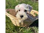 Schnauzer (Miniature) Puppy for sale in Le Roy, MN, USA