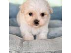 Maltipoo Puppy for sale in Temple, GA, USA