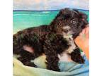 Mutt Puppy for sale in Tecumseh, MI, USA