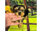Yorkshire Terrier Puppy for sale in Lebanon, MO, USA