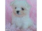 Maltese Puppy for sale in Tempe, AZ, USA
