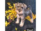 Schnauzer (Miniature) Puppy for sale in Goldendale, WA, USA