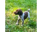 German Shorthaired Pointer Puppy for sale in Warne, NC, USA